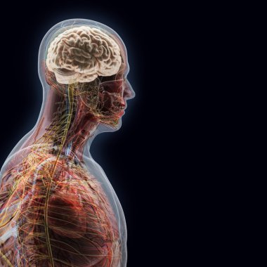 İnsan vücudunda (organ) x-ışınları tarafından siyah arka plan