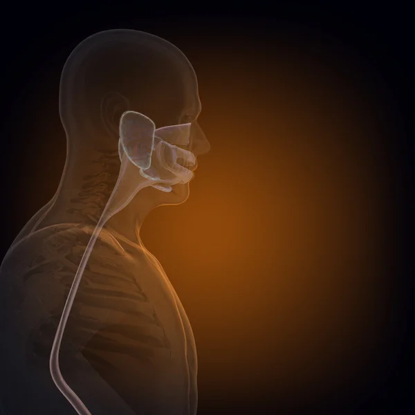 Il corpo umano (organi) a raggi X su sfondo nero — Foto Stock