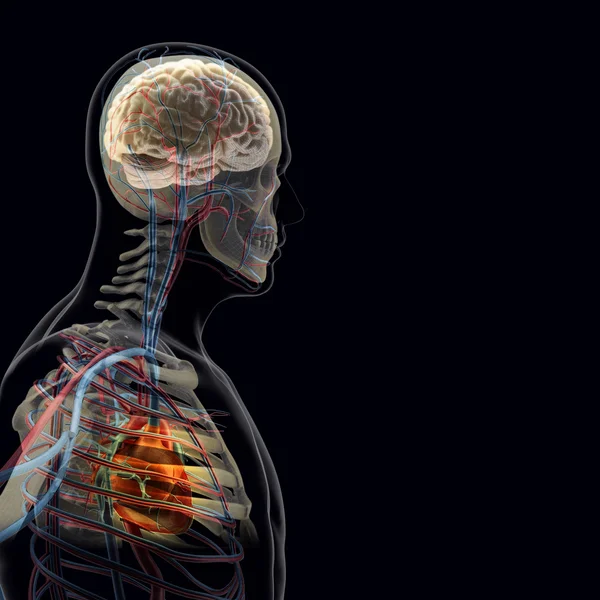 Il corpo umano (organi) a raggi X su sfondo nero — Foto Stock