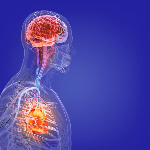 Il corpo umano (organi) a raggi X su sfondo blu — Foto Stock