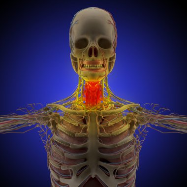 İnsan vücudunda (organ) x-ışınları tarafından mavi arka plan