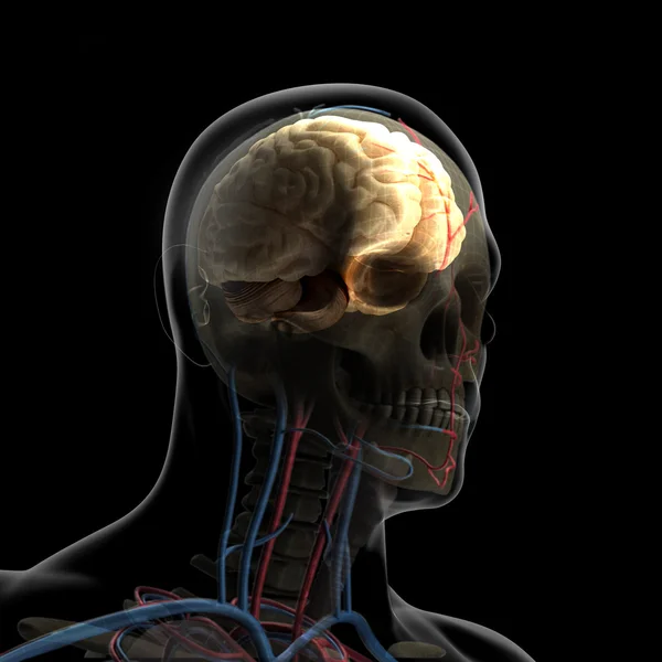 Le corps humain (organes) par rayons X sur fond noir — Photo