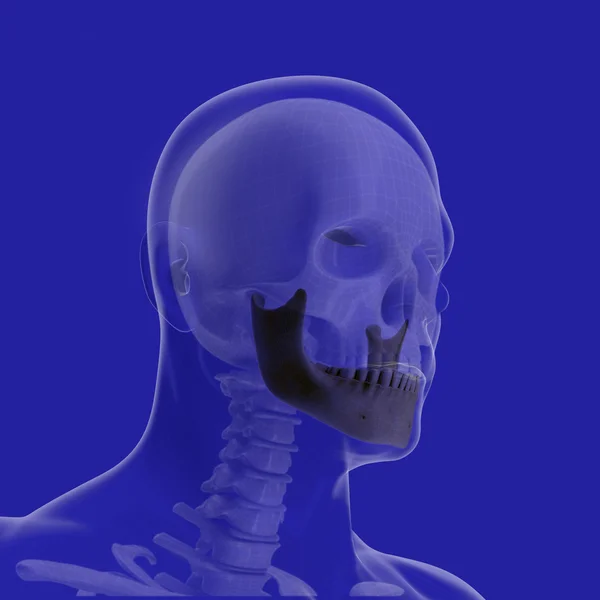 Le corps humain (organes) par rayons X sur fond bleu — Photo