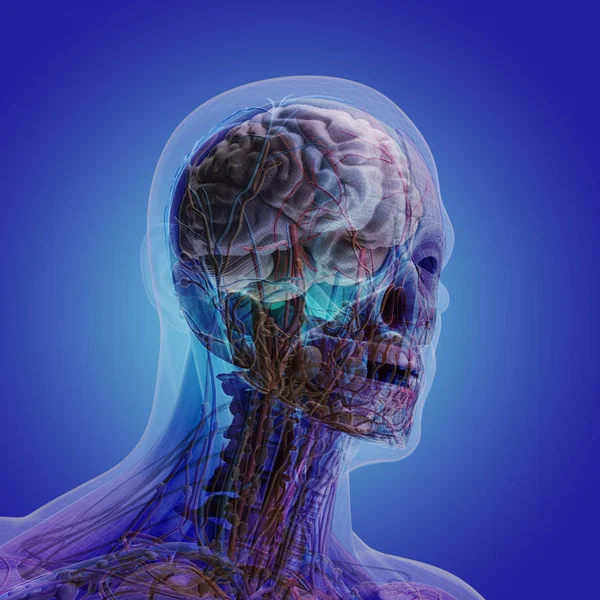 Der menschliche Körper (Organe) durch Röntgenaufnahmen auf blauem Hintergrund — Stockfoto