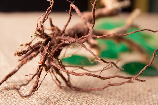 Hoja verde con raíz de árbol sobre fondo de saco —  Fotos de Stock