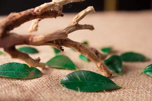 Green leaf with tree root on sacking background — 스톡 사진