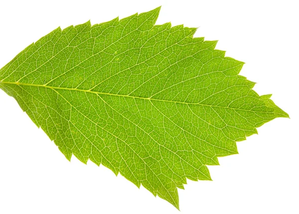 Textura de la hoja — Foto de Stock