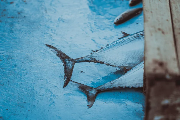 Tonfisk i färska på båt — Stockfoto