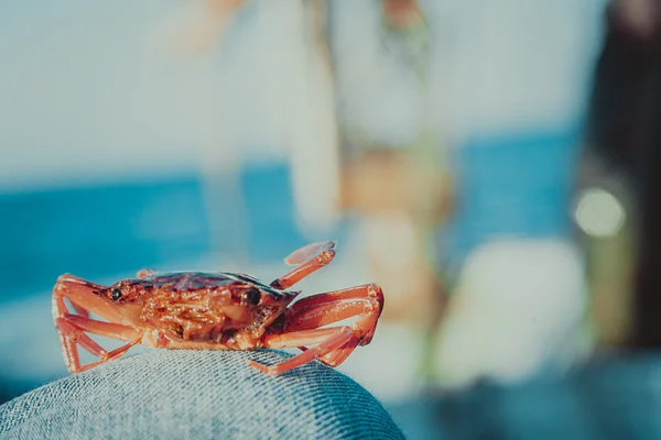 Crabe sur bateau de pêche sur fond bleu — Photo