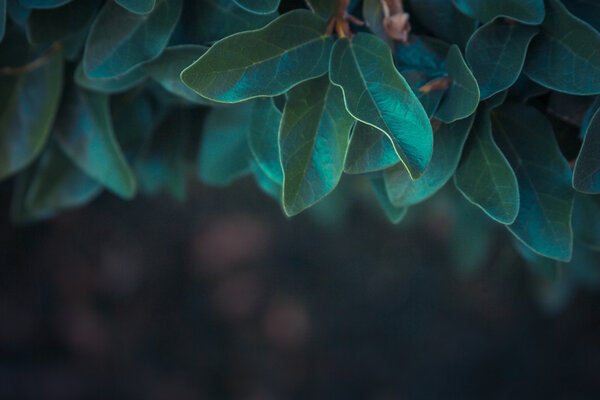 Green leaves on dark background