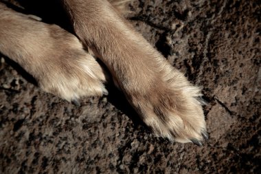 Halı zemin üzerine köpek büyük pençeleri. Filtre uygulanmış görüntü