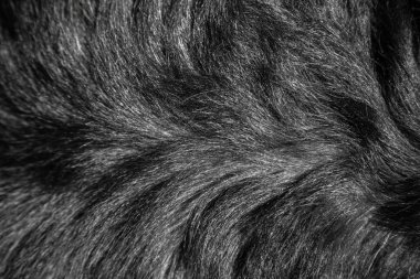 rottweiler ırk köpek kürk yapısı