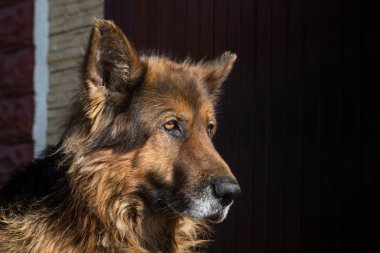 Köpek doğurmak Alman çoban niteliğine