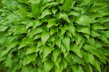 Yağmurdan sonra damlayan sulu yeşil yaprakların doğal arkaplanı.