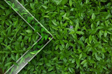 Yağmurdan sonra damlayan sulu yeşil yaprakların doğal arkaplanı.