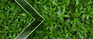 Yağmurdan sonra damlayan sulu yeşil yapraklardan doğal arkaplan çerçevesi.