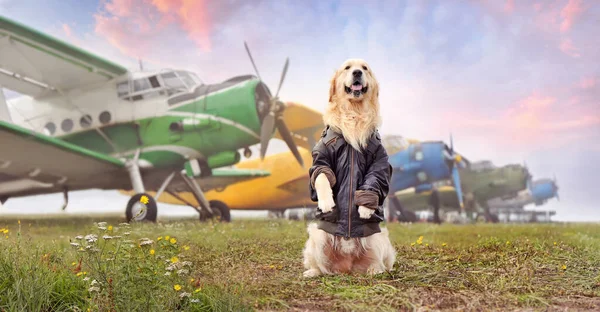 Wide picture with a dog sitting on hind legs at the airport field