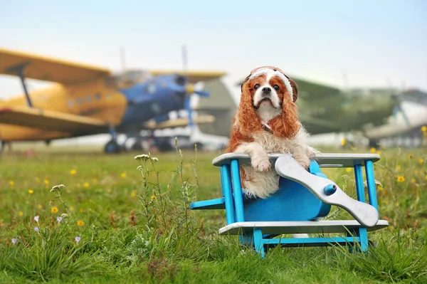 Pretty spaniel dog sitting on the wooden airplane toy