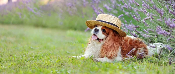 Wide wallpaper with spaniel dog at the garden with lavender flowers