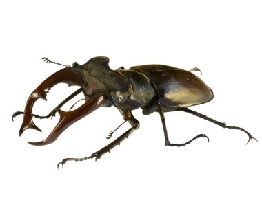 Stag beetle. Beyaz arka plan.