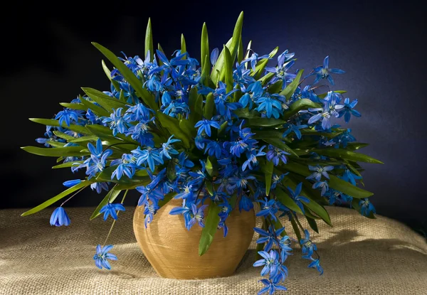 Bukett av vårblommor. Still life. — Stockfoto