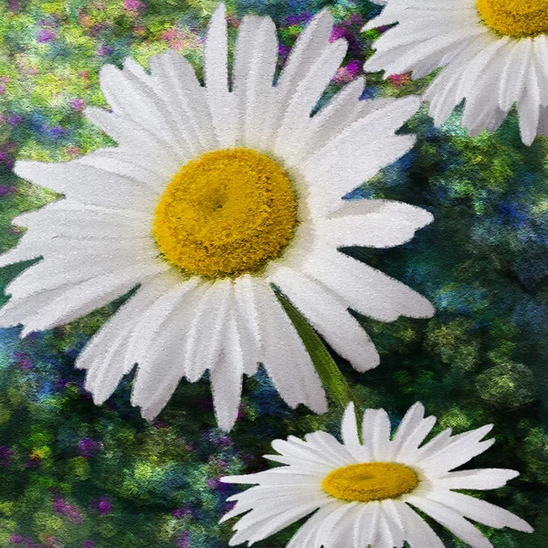 Daisies. The Flowers. Drawing, illustration. — Stock Photo, Image