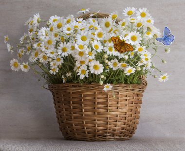 Papatyalar. Buket. Hasır sepetleri. Kelebekler. Natürmort.