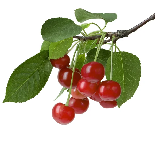 Cherry. Berries. Branch. Background white. — Stock fotografie