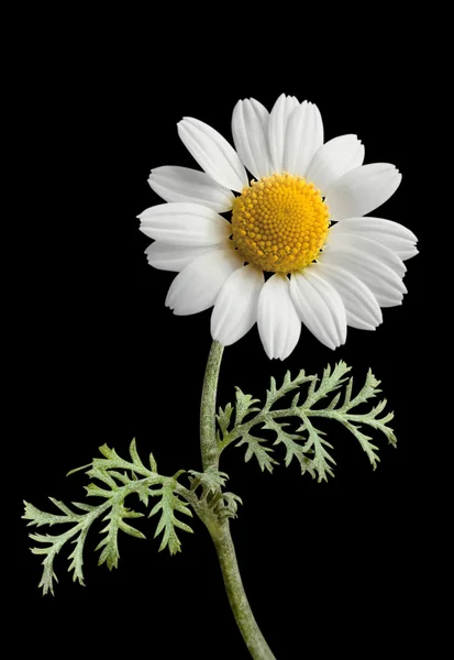 Χαμομήλι. Τομέα λουλούδι. Απομονωμένη. Μαύρο φόντο. — Φωτογραφία Αρχείου