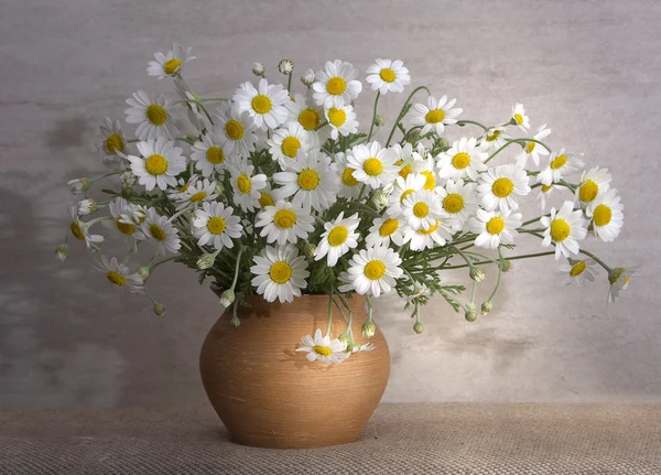 Daisies. Bouquet. Ceramic vase. Still life. — Stock Photo, Image