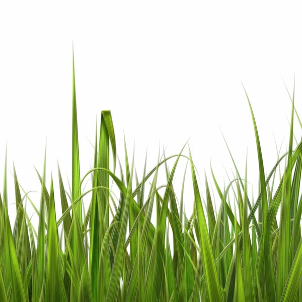 Green grass. White background Illustration — Stock Photo, Image