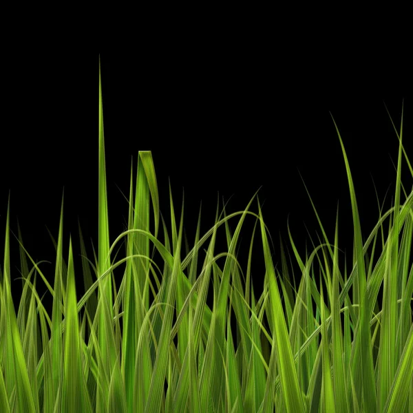 Groen gras. Zwarte achtergrond afbeelding — Stockfoto