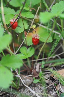 Dağlık bölgelerde yabani çilekler yetişir.