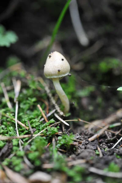 Wild Non Edible Mushrooms Mountainous Areas — Stock Photo, Image