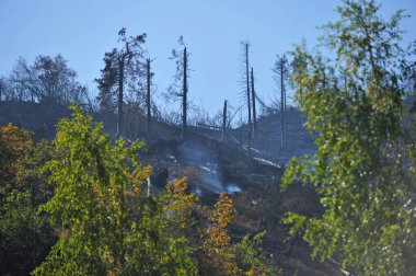 Almaty / Kazakistan - 09.04.2012: Bir orman yangınından sonra yanmış ve devrilmiş ağaçlar. Şehrin yakınında bir patika..