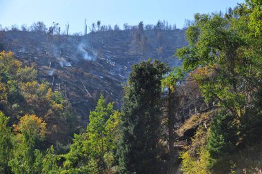 Almaty / Kazakistan - 09.04.2012: Bir orman yangınından sonra yanmış ve devrilmiş ağaçlar. Şehrin yakınında bir patika..