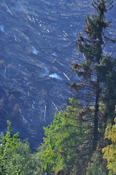 Almaty Cazaquistão 2012 Árvores Carbonizadas Caídas Após Incêndio Florestal Uma — Fotografia de Stock