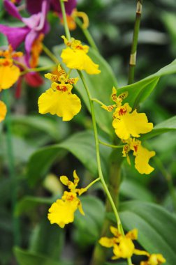 Hainan, Çin - 08.01.2012: Orkideler yıl boyunca sera koşulları altında yetiştirilir