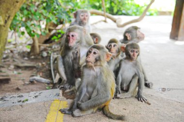 Hainan, Çin - 08.01.2012: Orkideler yıl boyunca sera koşulları altında yetiştirilir