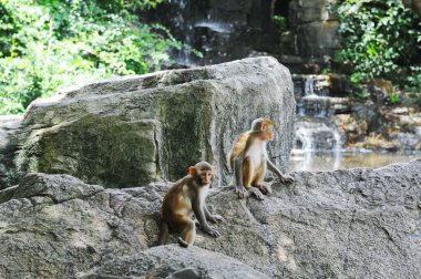 Hainan, Çin - 08.01.2012: Orkideler yıl boyunca sera koşulları altında yetiştirilir