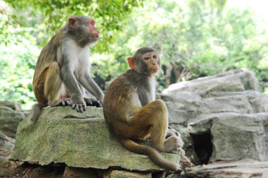 Hainan, Çin - 08.01.2012: Orkideler yıl boyunca sera koşulları altında yetiştirilir