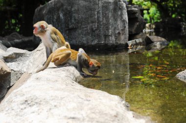Hainan, Çin - 08.01.2012: Orkideler yıl boyunca sera koşulları altında yetiştirilir