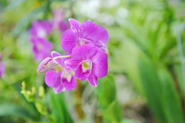 Hainan Čína 2012 Orchideje Pěstují Celoročně Sklenících — Stock fotografie