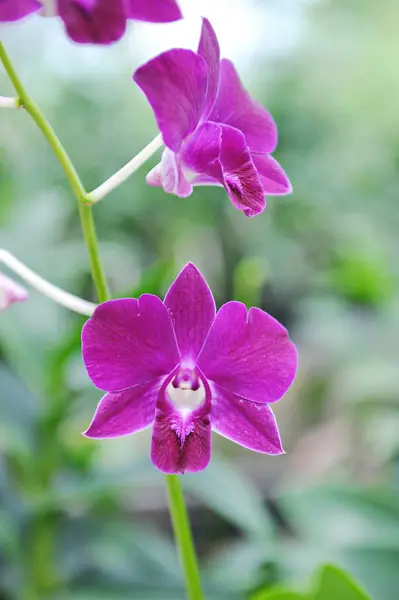 Hainan Čína 2012 Orchideje Pěstují Celoročně Sklenících — Stock fotografie