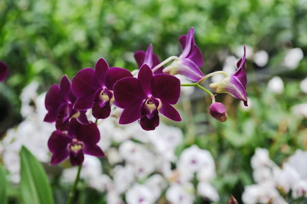 Hainan Čína 2012 Orchideje Pěstují Celoročně Sklenících — Stock fotografie