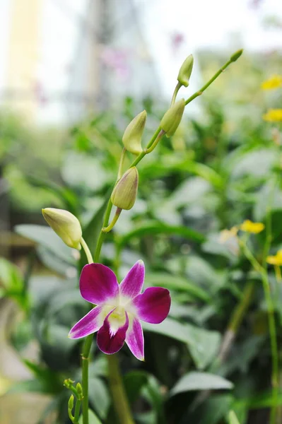 海南島 2012年8月1日 温室効果ガスの影響で一年を通して蘭が栽培されている — ストック写真