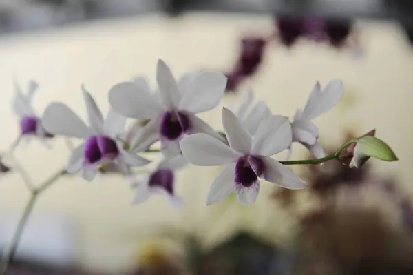 Hainan Čína 2012 Orchideje Pěstují Celoročně Sklenících — Stock fotografie