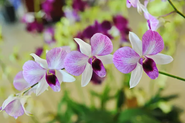 Hainan Kina 2012 Orkidéer Odlas Året Runt Växthusförhållanden — Stockfoto