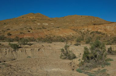 Almaty, Kazakistan - 06.24.2013: Altyn Emel Doğa Koruma Alanı 'nın kumlu vadisinde çalılar ve küçük ağaçlar.
