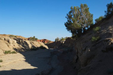 Almaty, Kazakistan - 06.24.2013: Kumlu ve kayalık bir geçitte çalılar ve küçük ağaçlar. Park Altyn Emel.